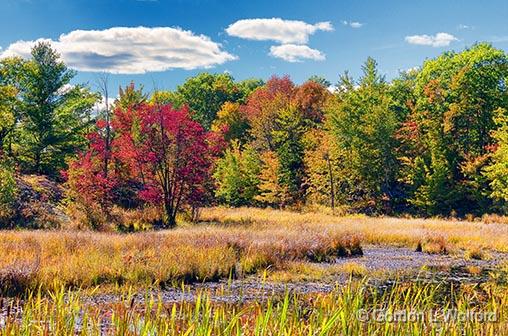 Autumn Marsh_28378.jpg - Photographed near Crow Lake, Ontario, Canada.